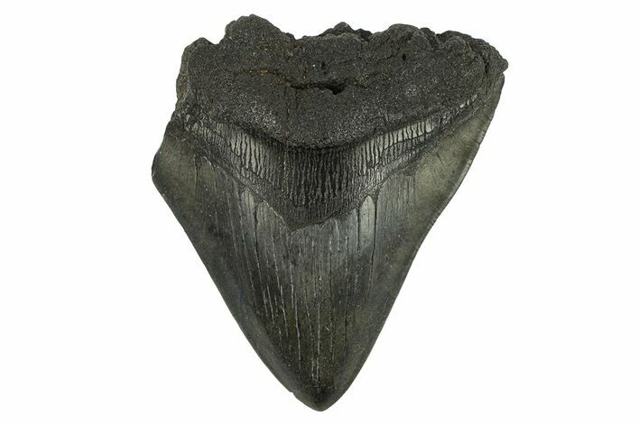 Partial Fossil Megalodon Tooth - Serrated Blade #295391